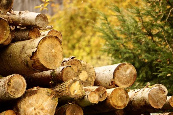 Cost of Wood Pile Removal in Noblesville