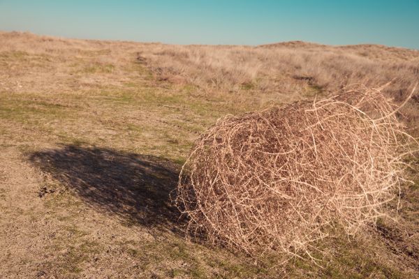 Tumbleweed Removal in Noblesville