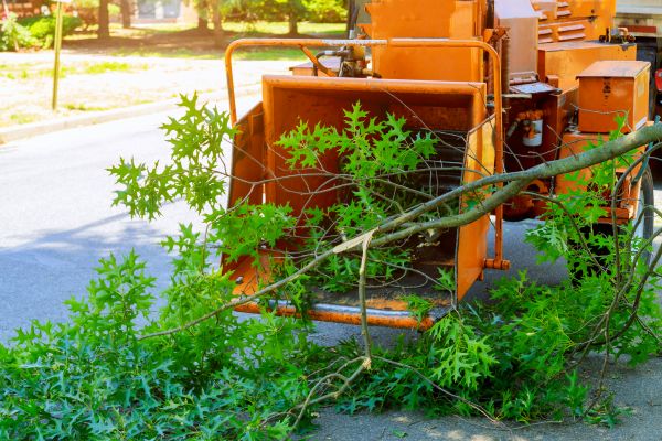 Cost of Tree Branches Removal in Noblesville