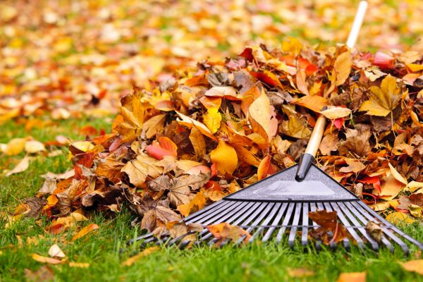 Yard Leaf Removal in Noblesville