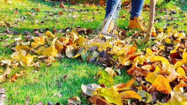 Lawn Cleanup Service in Noblesville