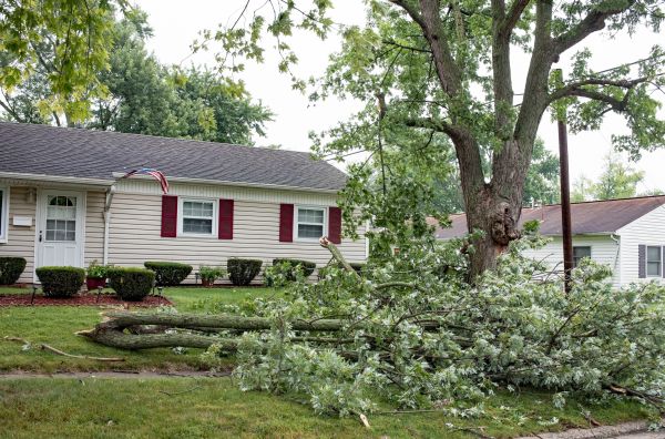 Cost of Fallen Branch Removal in Noblesville